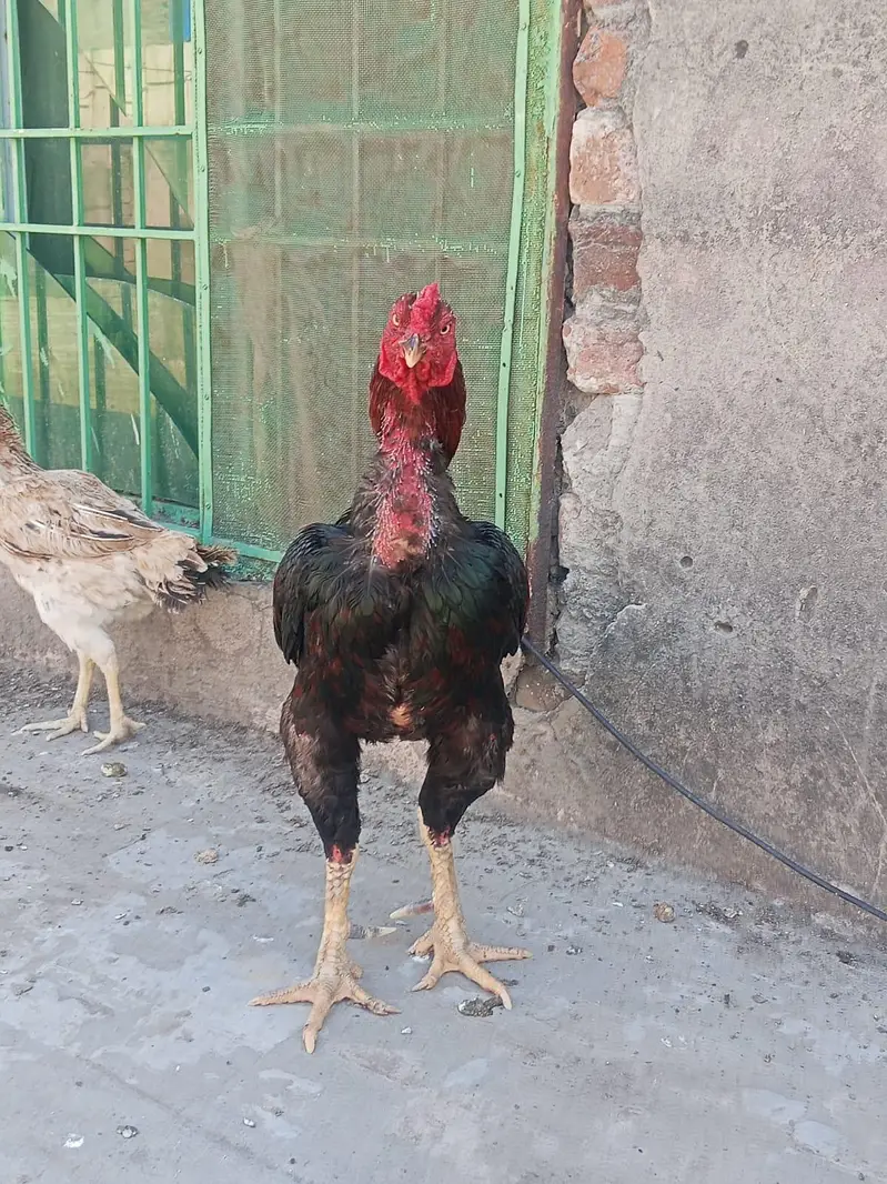 Lakha  Breed Murga Ka Bacha –Rs. 2000 per piec — photo 9