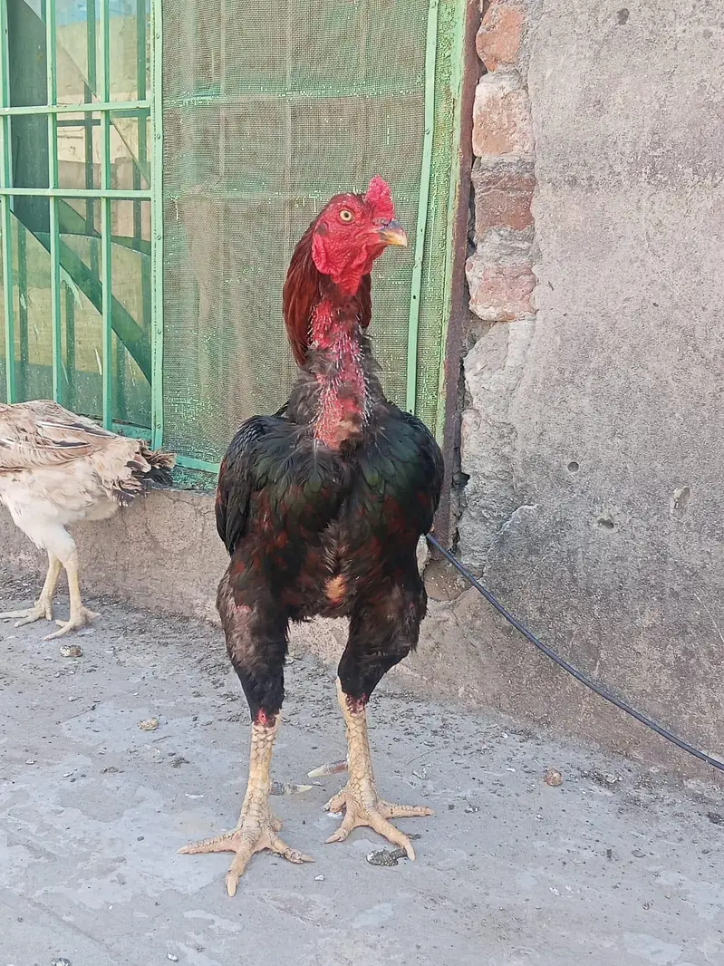 Lakha  Breed Murga Ka Bacha –Rs. 2000 per piec — photo 10