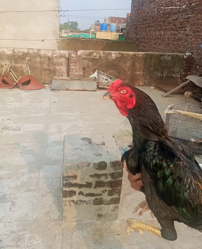 Lakha  Breed Murga Ka Bacha –Rs. 2000 per piec — photo 11