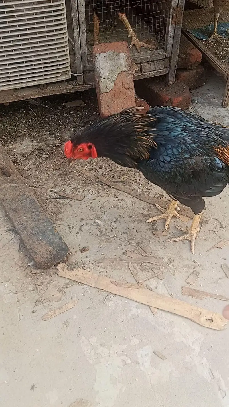 Lakha  Breed Murga Ka Bacha –Rs. 2000 per piec — photo 12