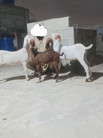 bkra gulabi 3 kids