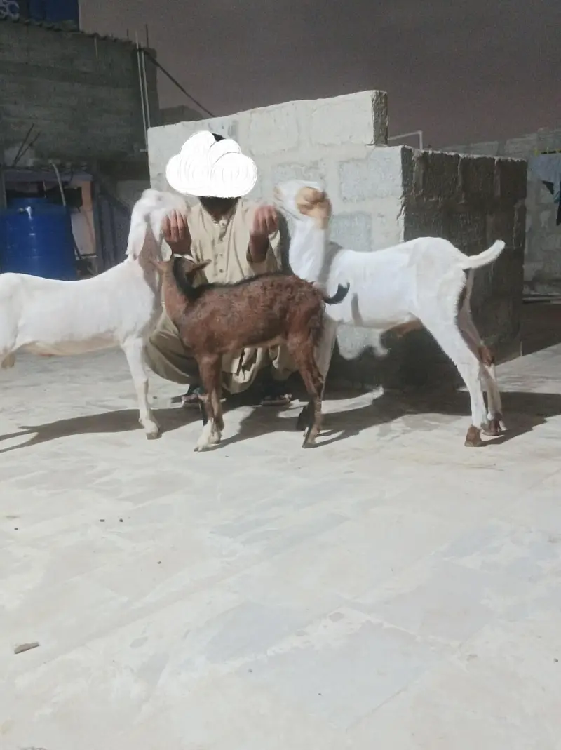 bkra gulabi 3 kids