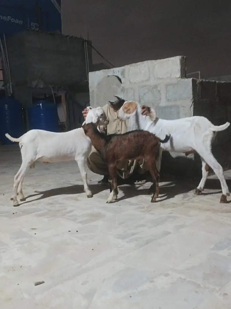 bkra gulabi 3 kids — photo 2