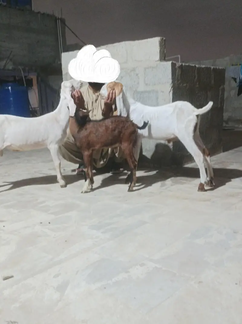 bkra gulabi 3 kids — photo 3