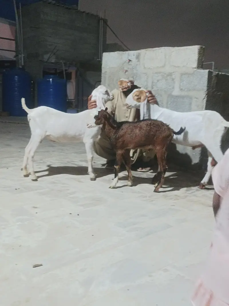 bkra gulabi 3 kids — photo 4