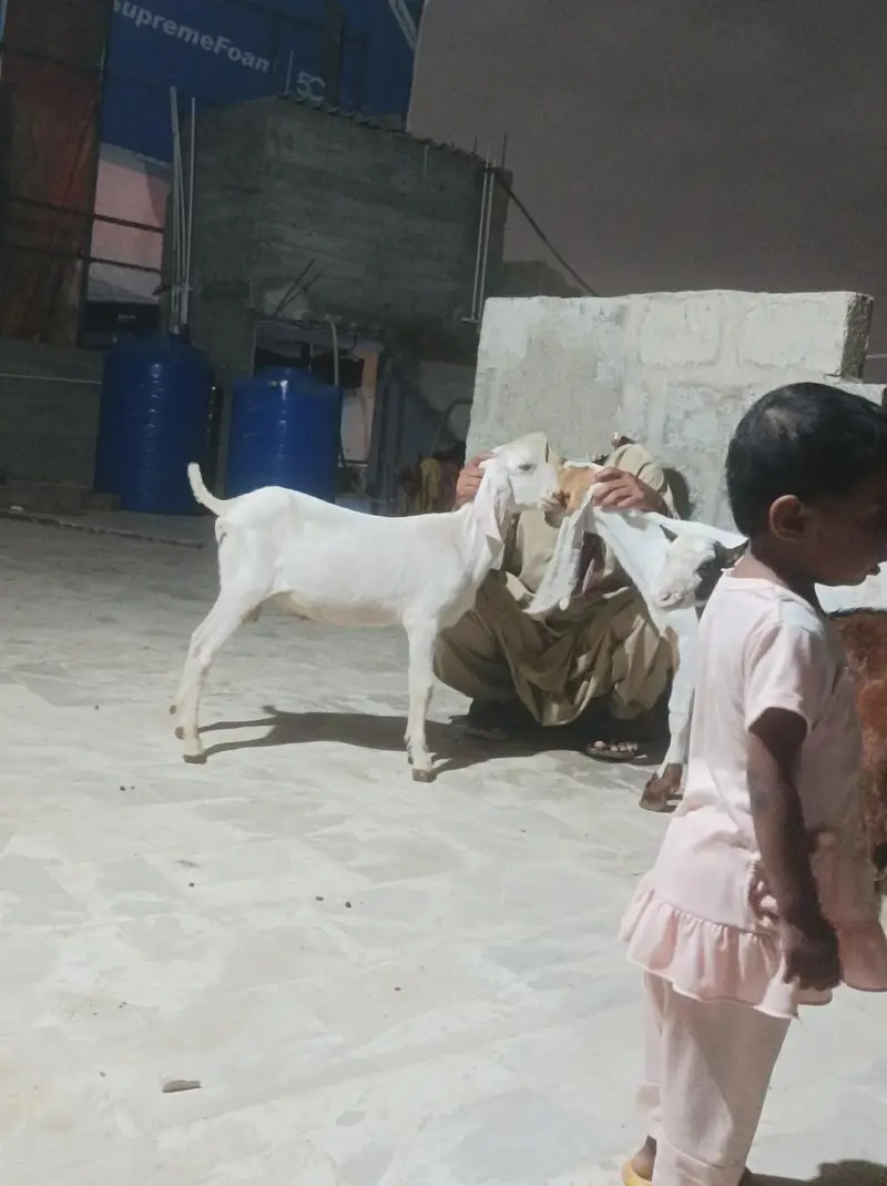 bkra gulabi 3 kids — photo 5