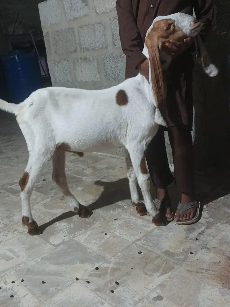 bkra gulabi 3 kids — photo 6