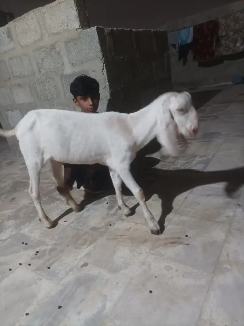 bkra gulabi 3 kids — photo 7