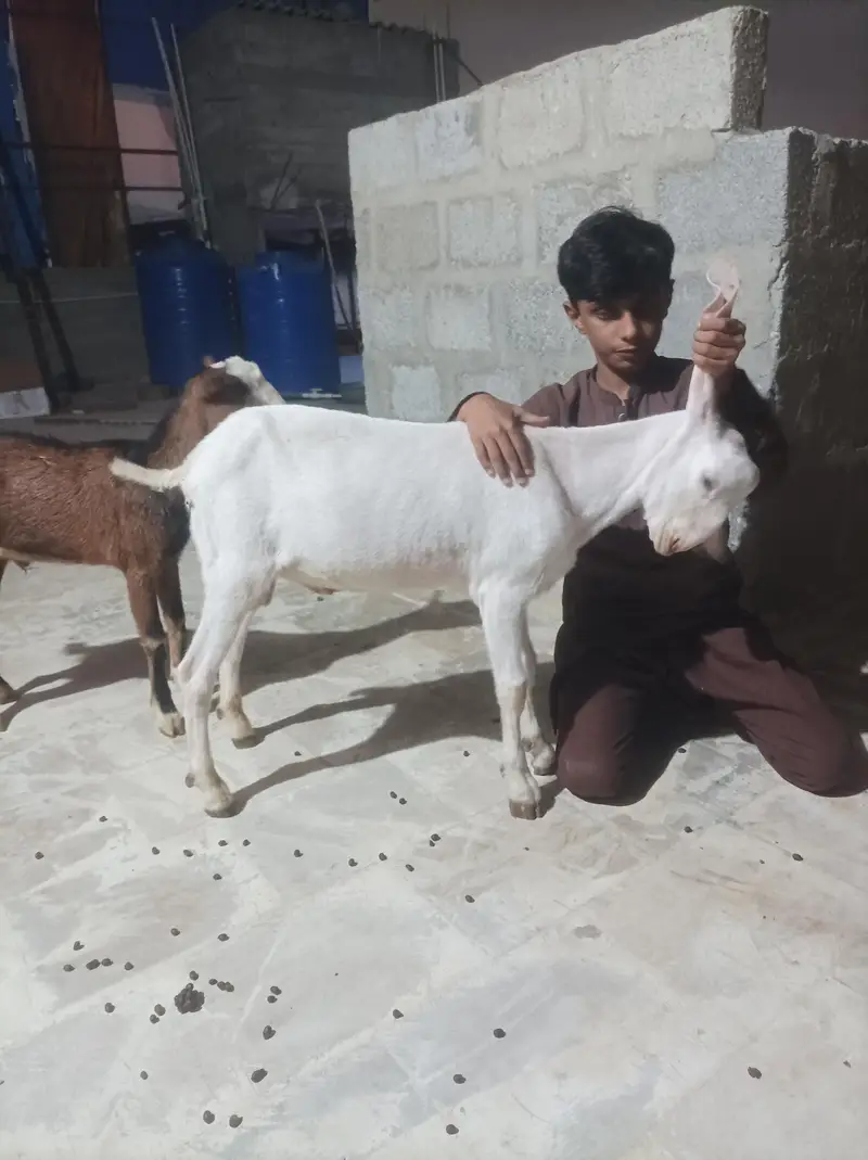 bkra gulabi 3 kids — photo 8