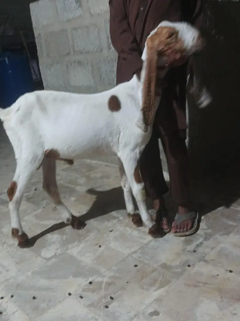 bkra gulabi 3 kids — photo 9
