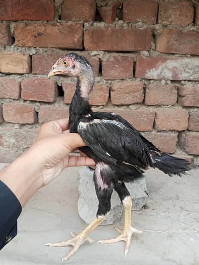 Lakha  Breed Murga Ka Bacha –Rs. 2000 per piec