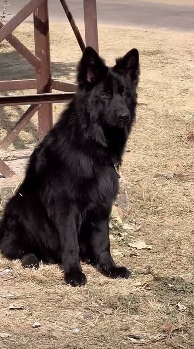 Pink pedigree microchip black gsd