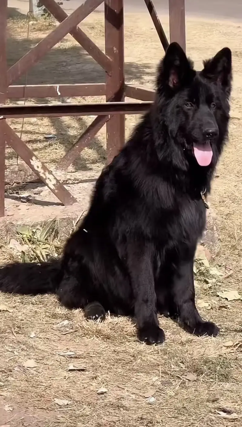 Pink pedigree microchip black gsd — photo 2