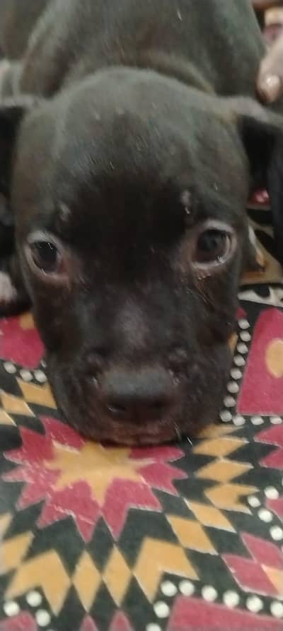 american bully  puppy healthy active strong bone beautiful had contact