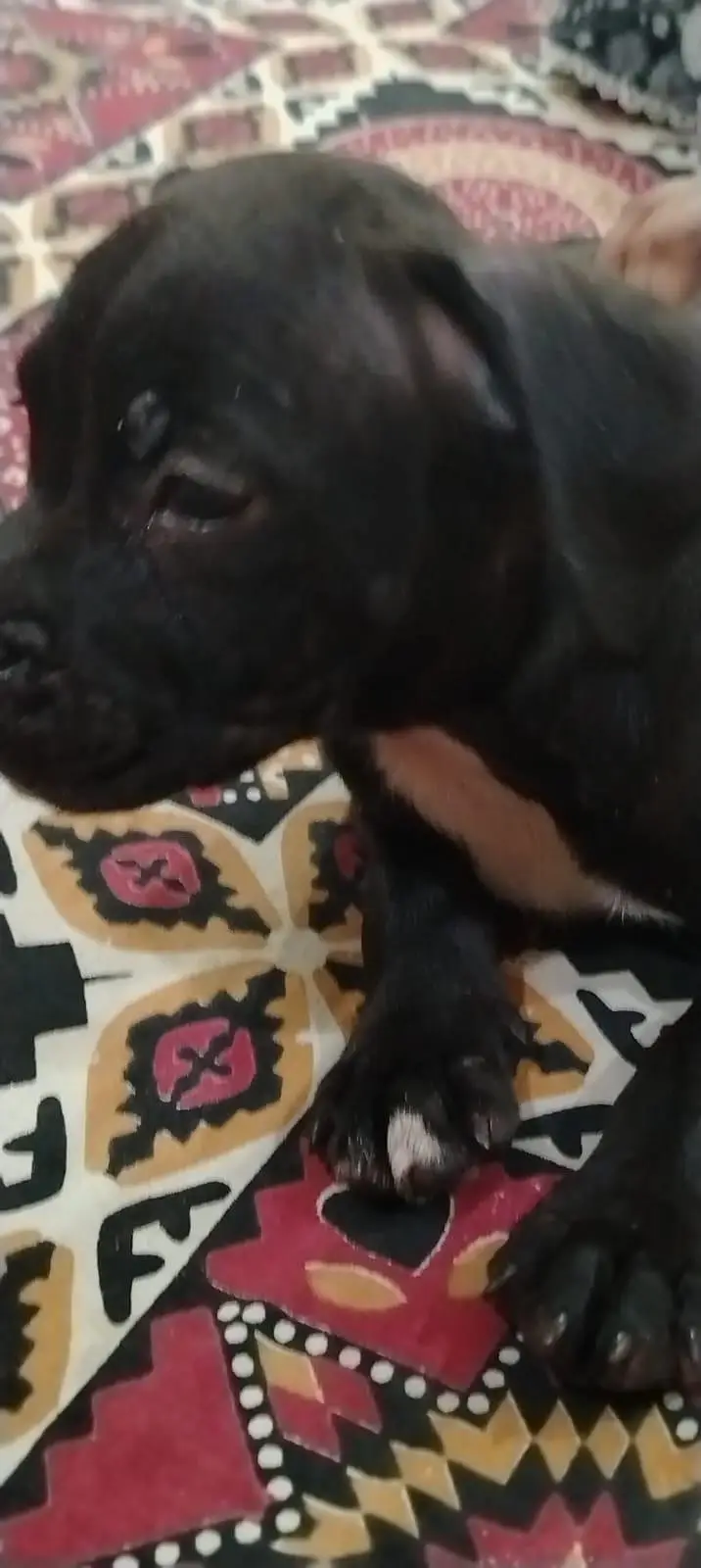 american bully  puppy healthy active strong bone beautiful had contact — photo 2