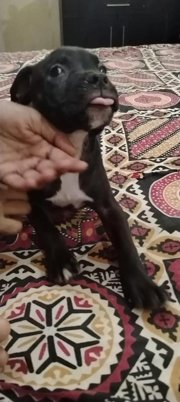 american bully  puppy healthy active strong bone beautiful had contact — photo 3