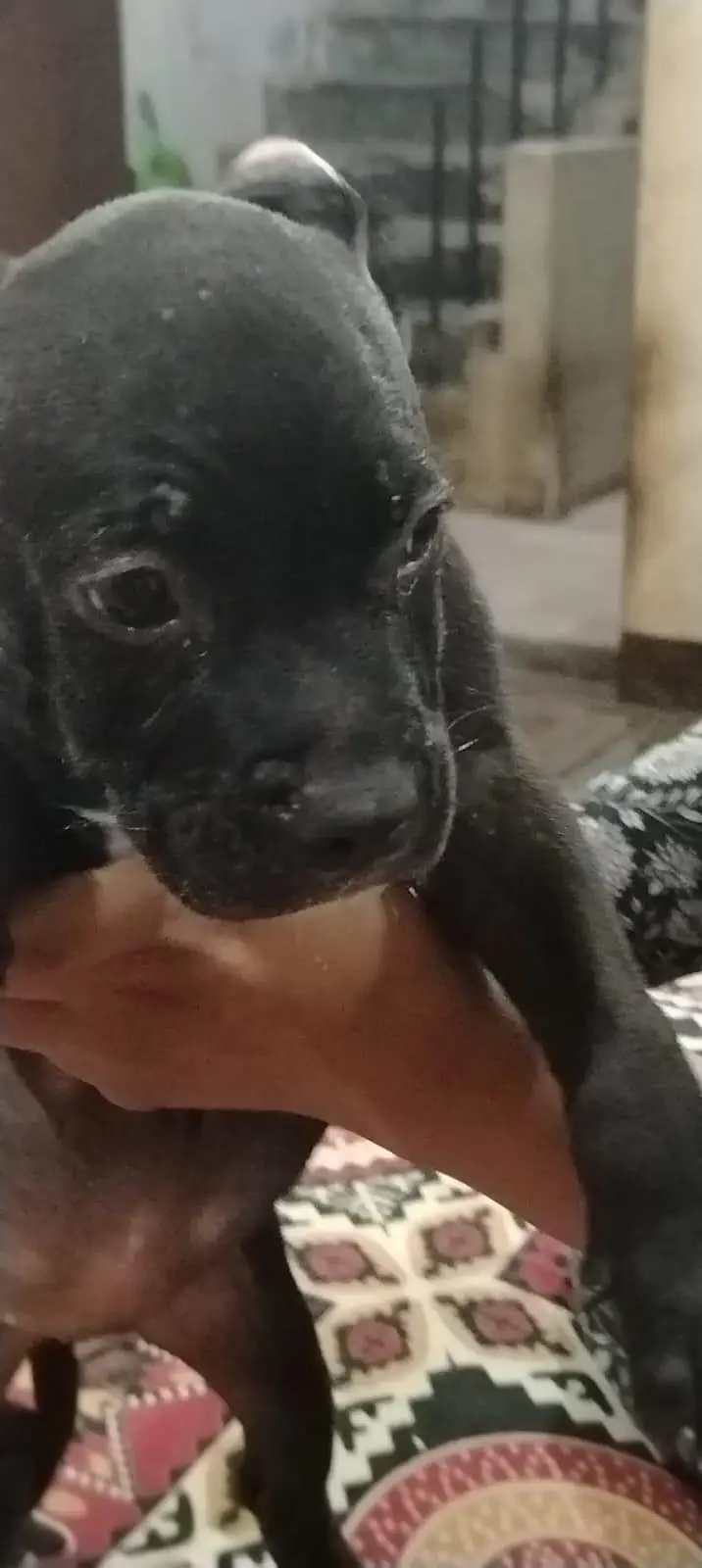 american bully  puppy healthy active strong bone beautiful had contact — photo 4