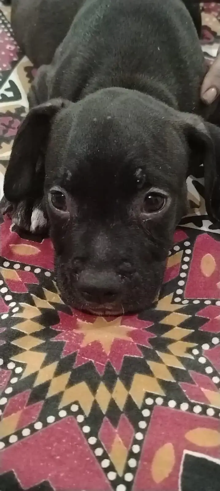 american bully  puppy healthy active strong bone beautiful had contact — photo 5