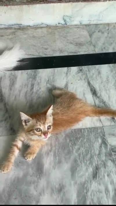 cats for urgent sale