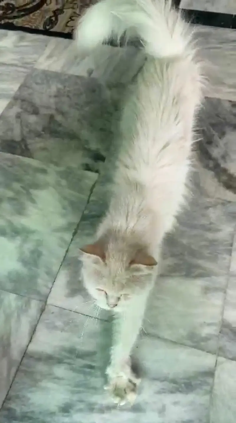 cats for urgent sale — photo 2
