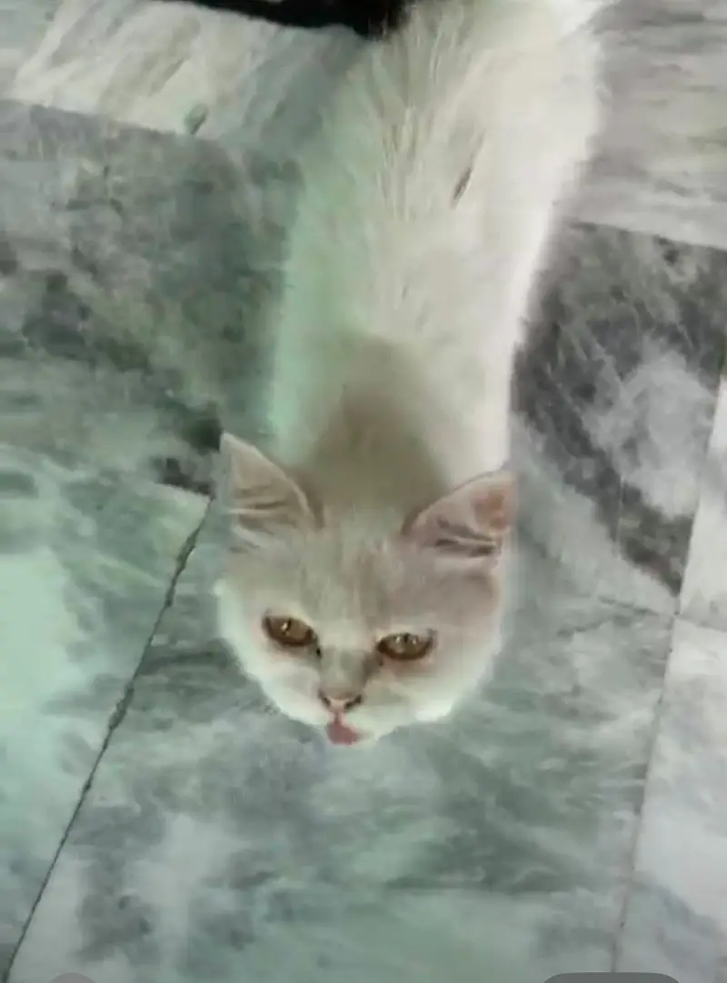 cats for urgent sale — photo 3
