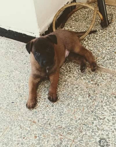 Belgium Malinois