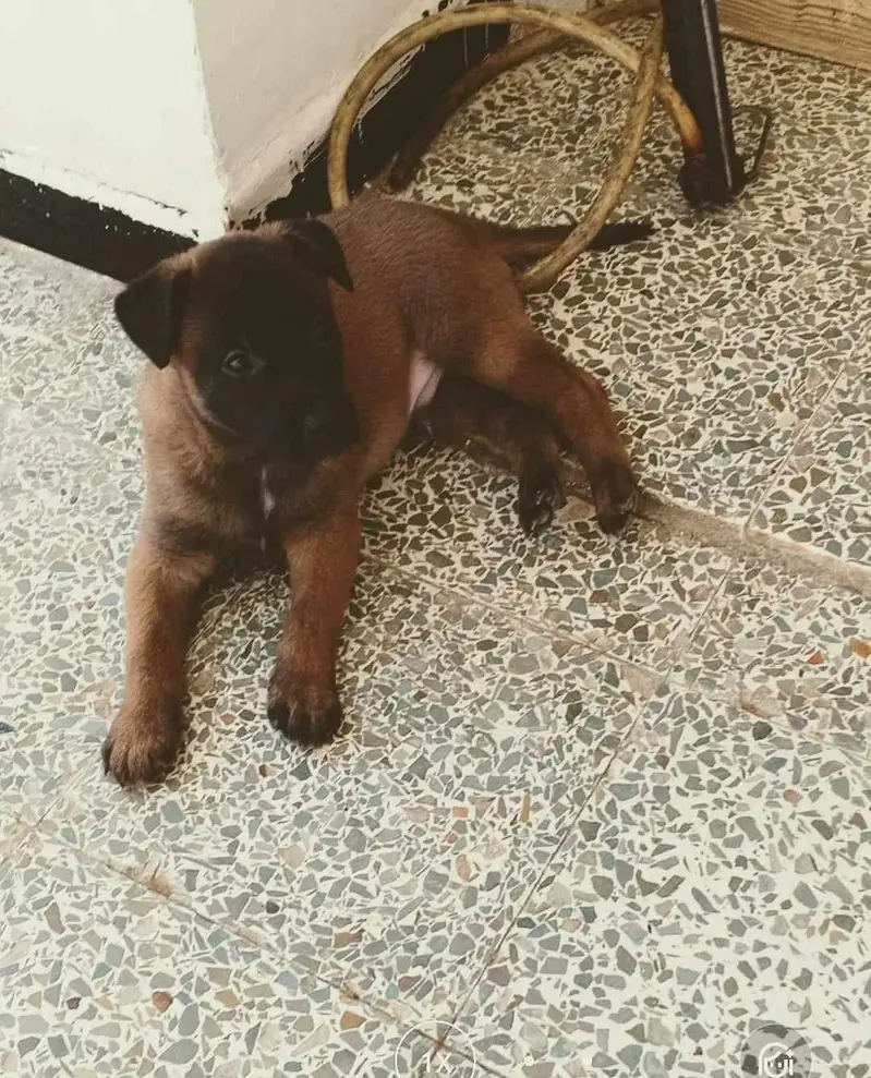 Belgium Malinois — photo 2