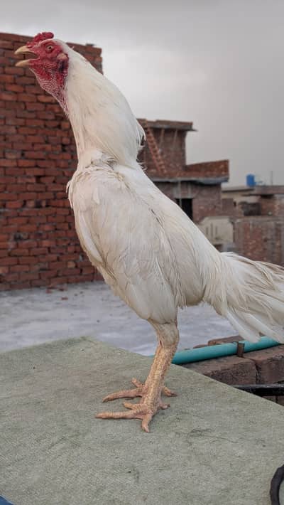 Aseel Heera 2 male or Thai dragon chicks for sale