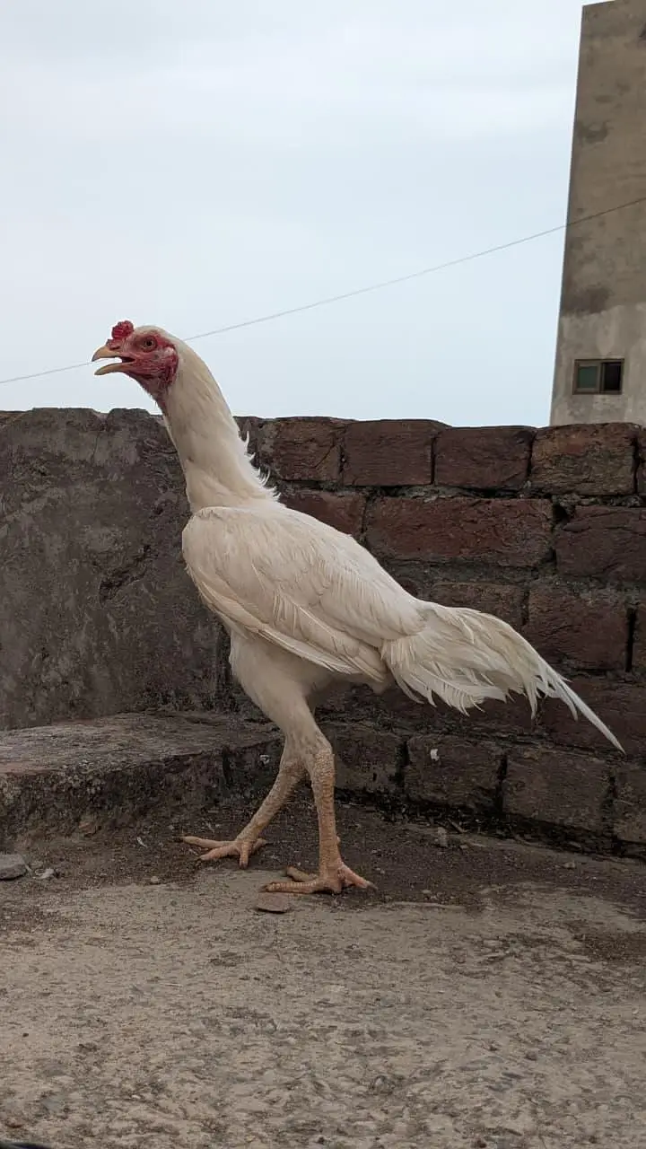 Aseel Heera 2 male or Thai dragon chicks for sale — photo 3