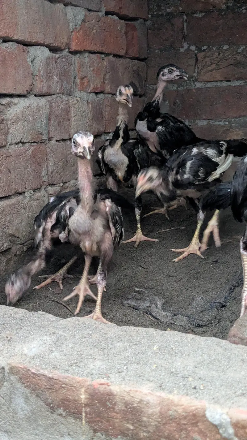 Aseel Heera 2 male or Thai dragon chicks for sale — photo 5
