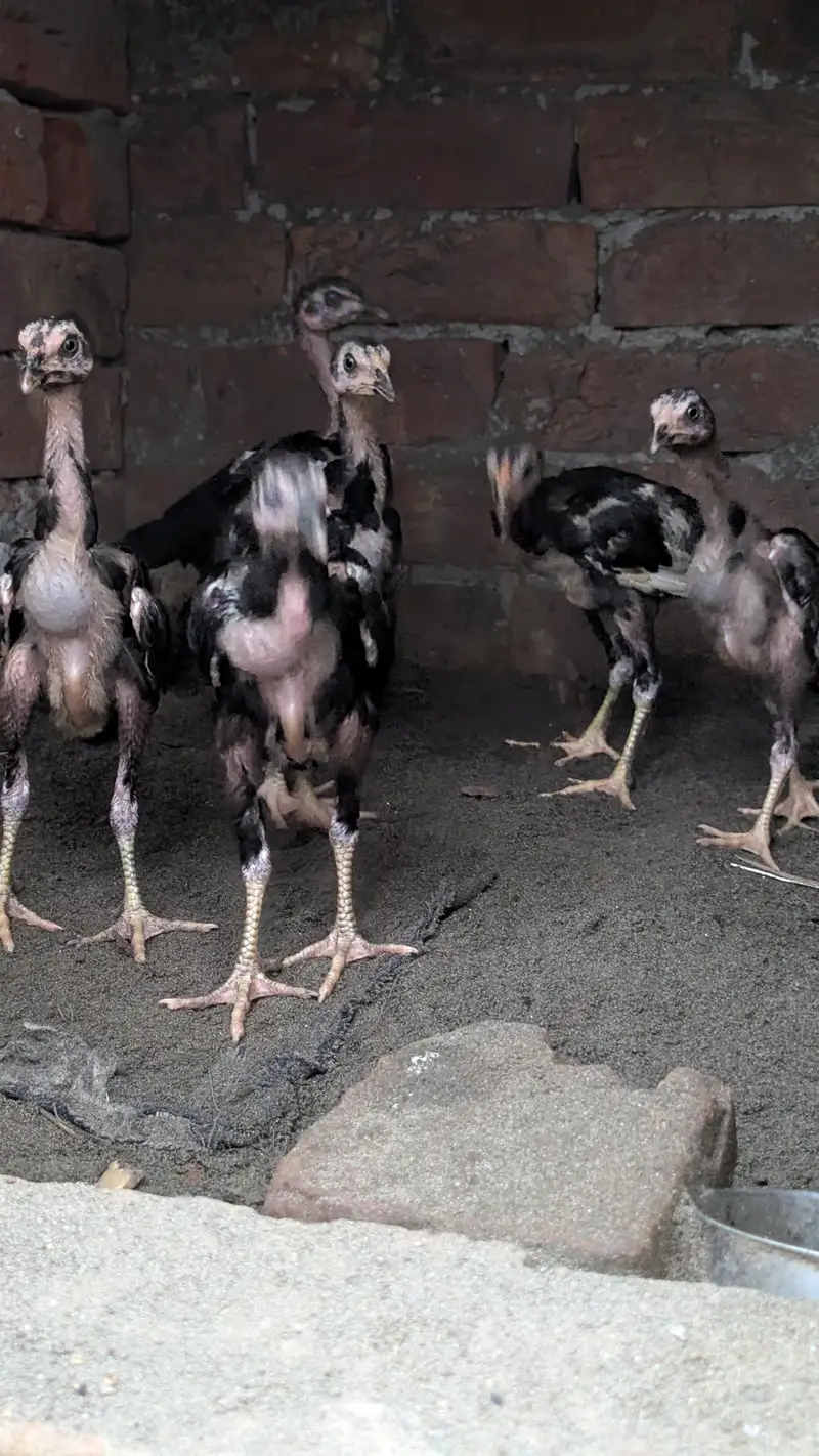 Aseel Heera 2 male or Thai dragon chicks for sale — photo 6