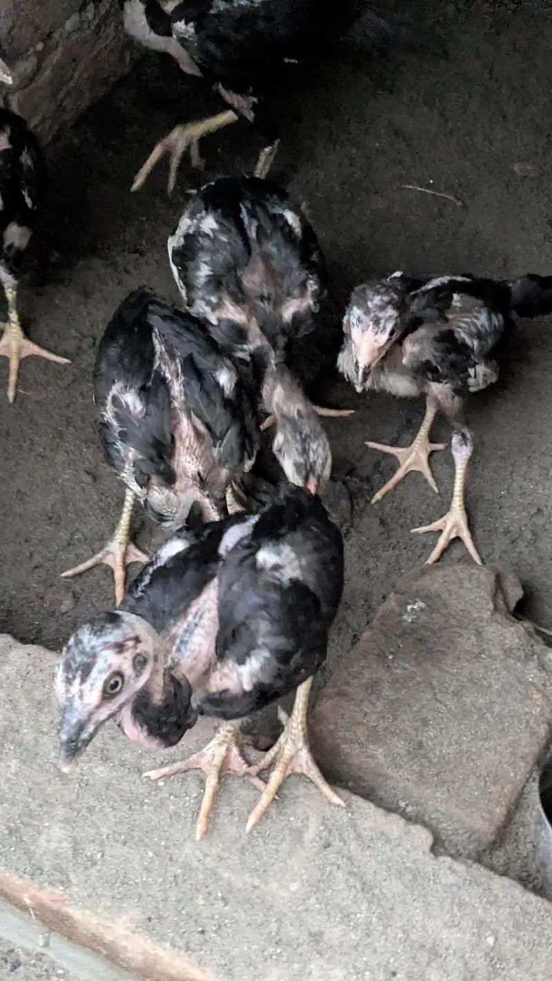 Aseel Heera 2 male or Thai dragon chicks for sale — photo 7
