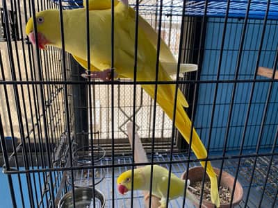 Yellow ring neck breeder pair