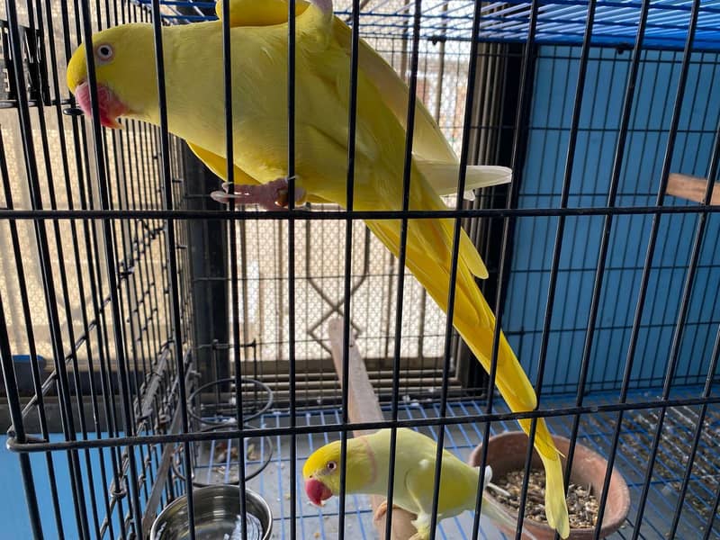 Yellow ring neck breeder pair 0