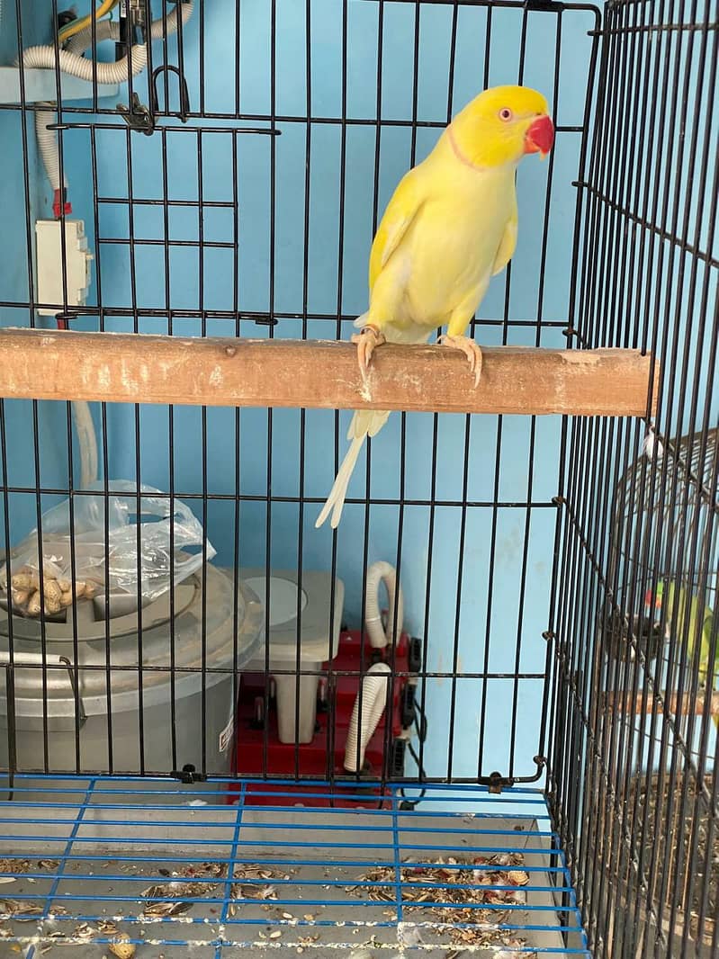 Yellow ring neck breeder pair 1