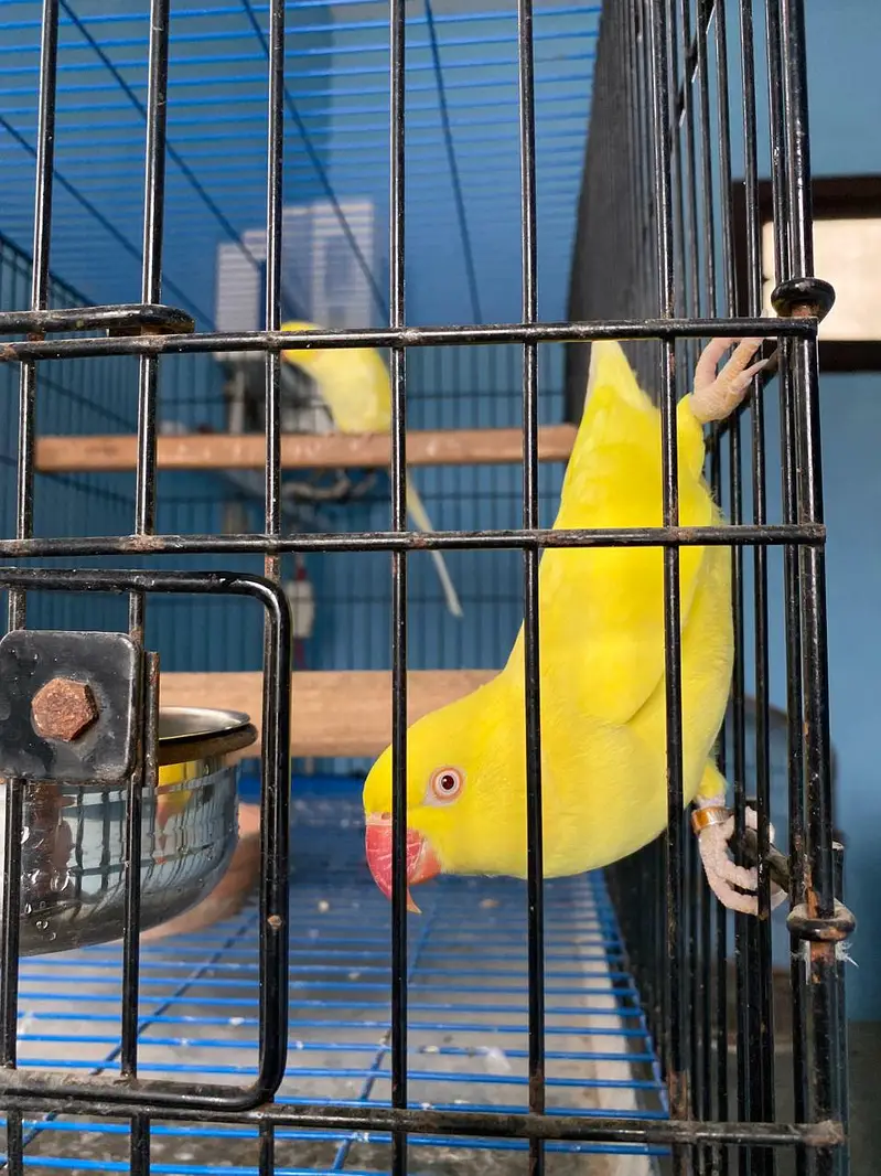Yellow ring neck breeder pair — photo 3