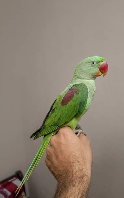 Raw parrot male