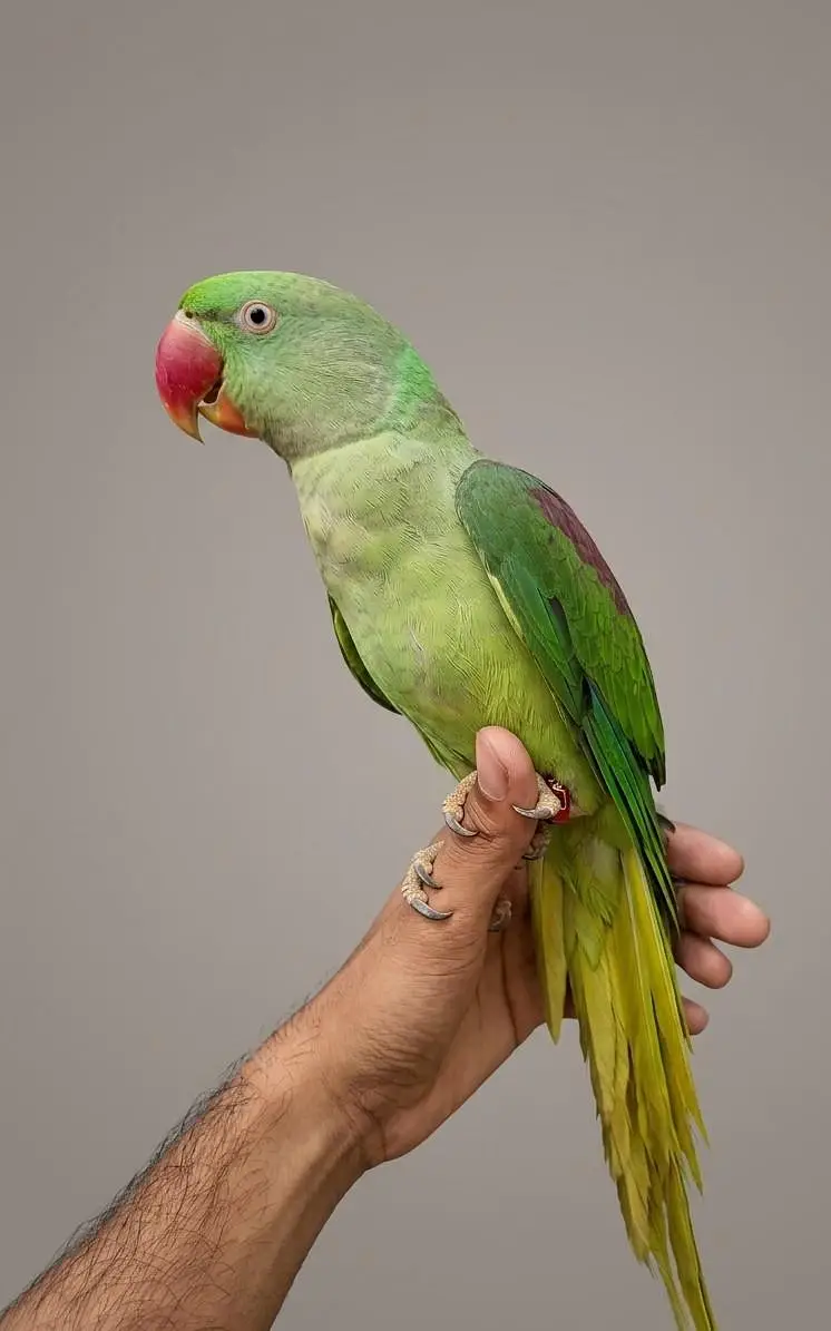 Raw parrot male — photo 2