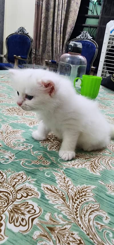 Persian Cat