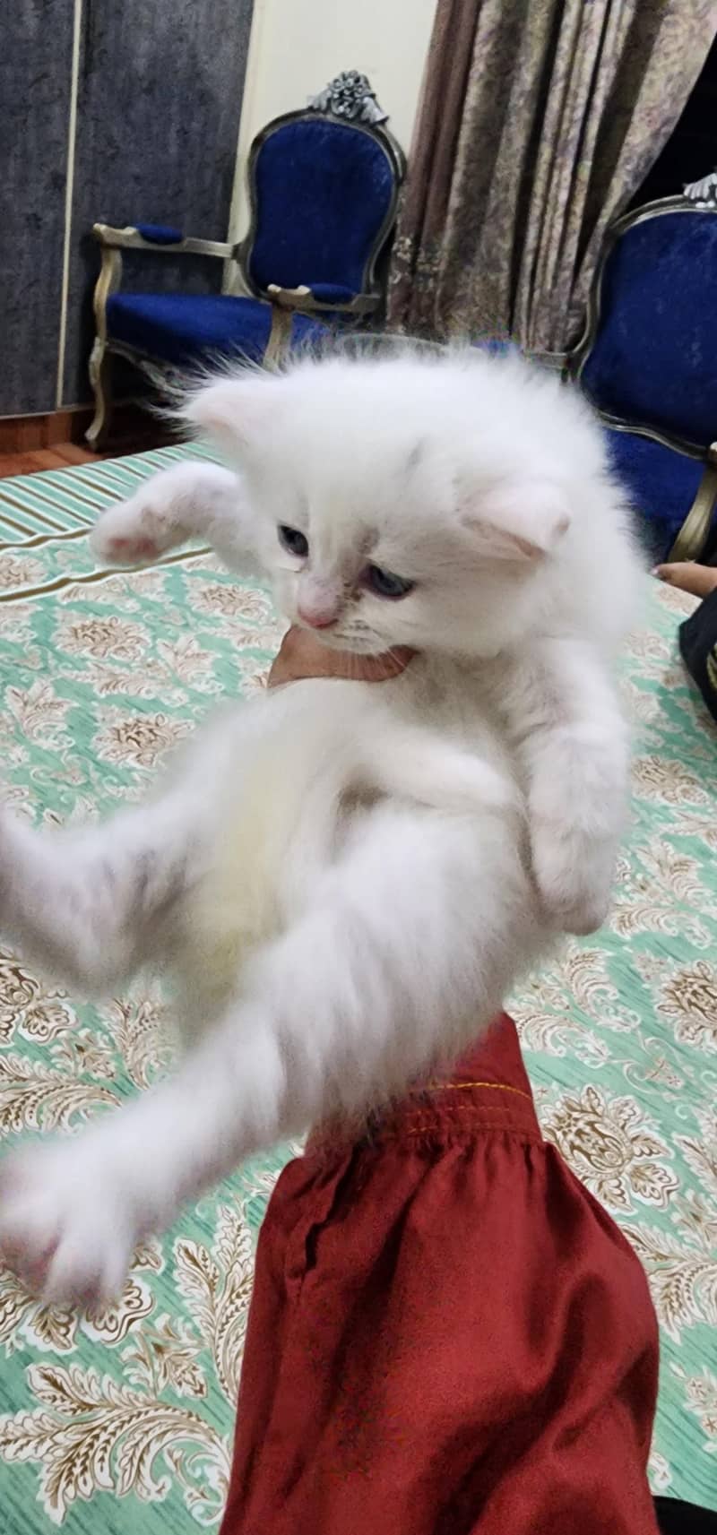 Persian Cat 1
