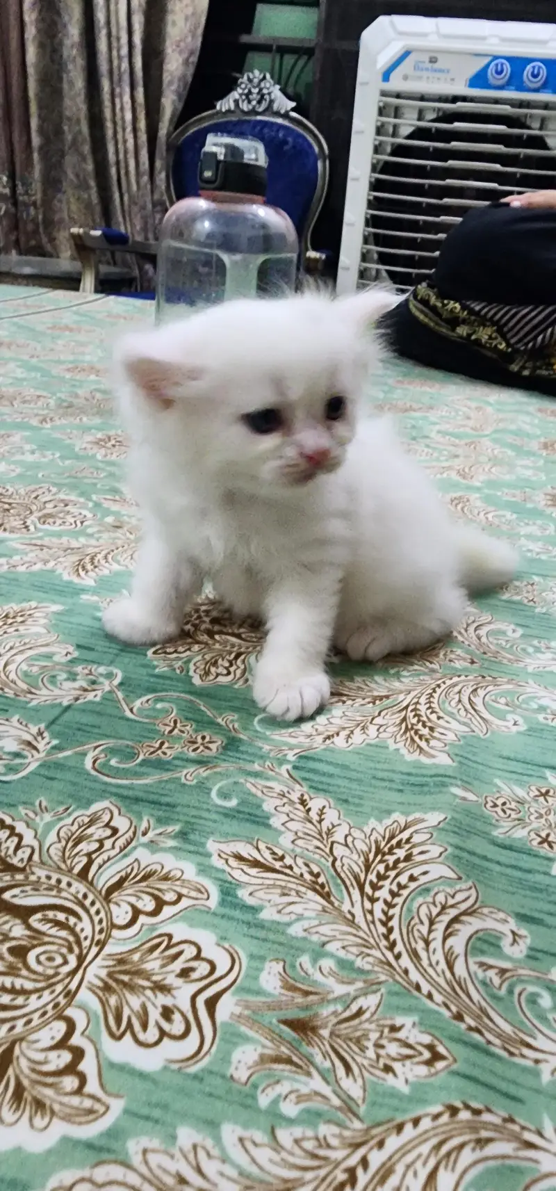 Persian Cat — photo 3
