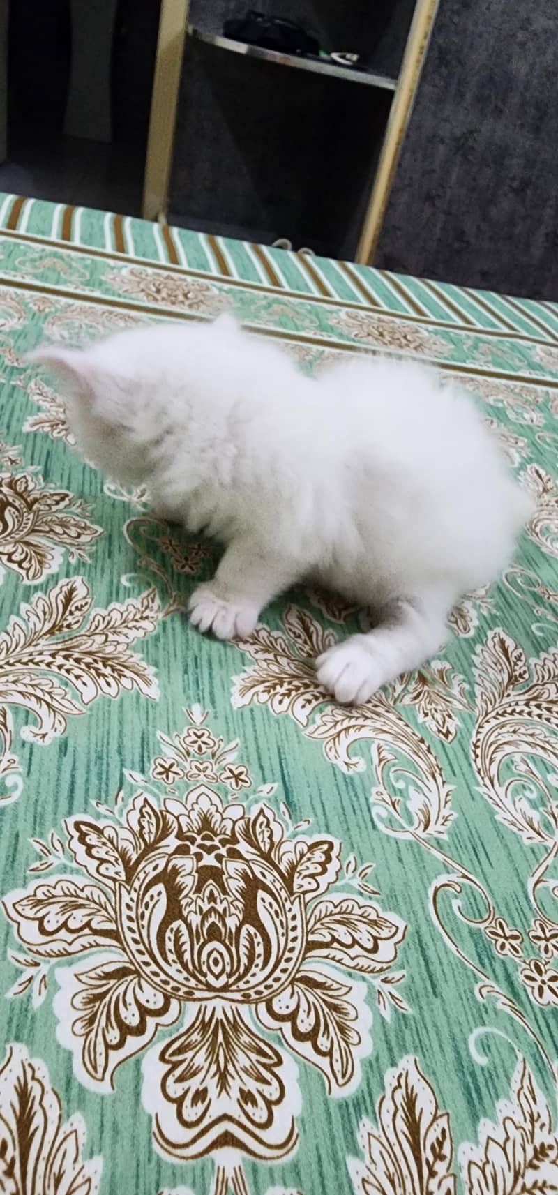 Persian Cat 3