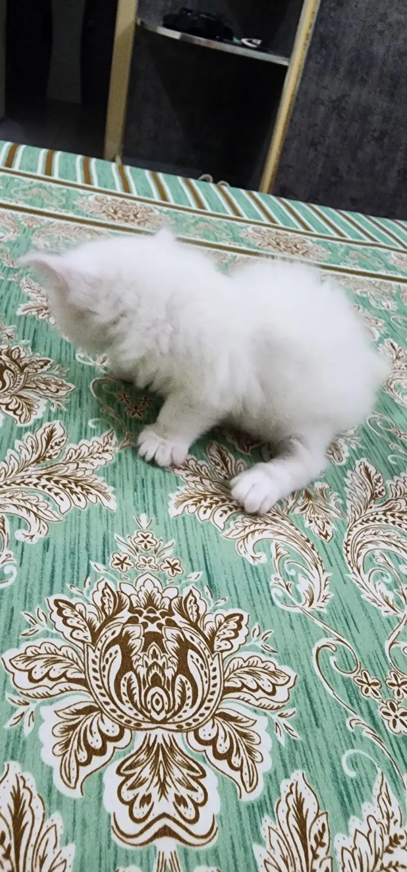 Persian Cat — photo 4