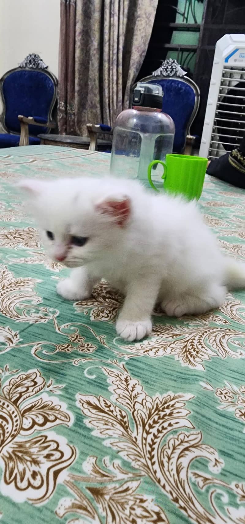 Persian Cat 4
