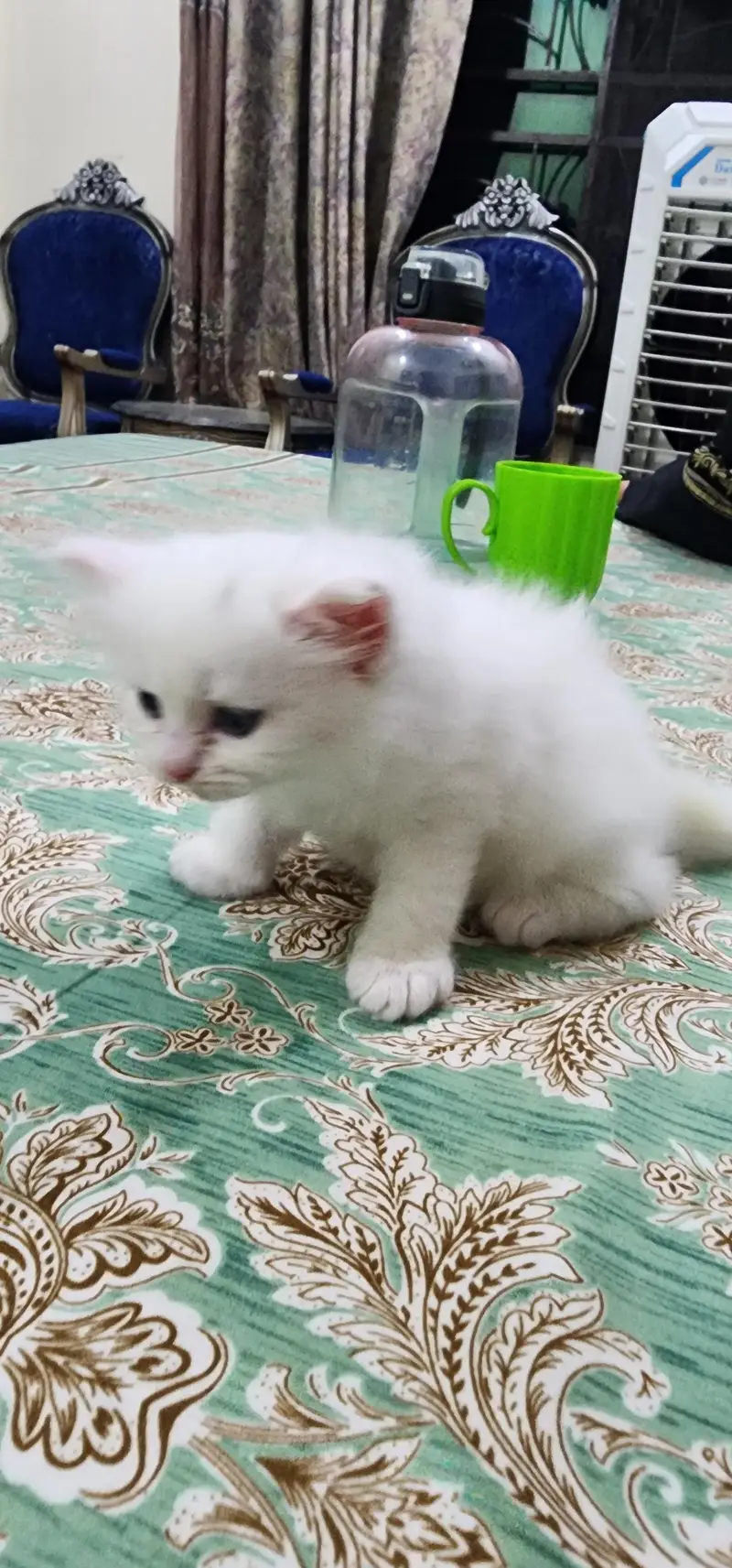 Persian Cat — photo 5
