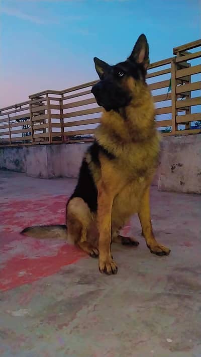 German shepherd