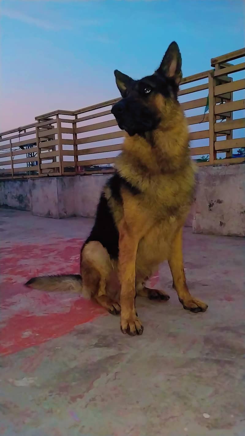 German shepherd 0