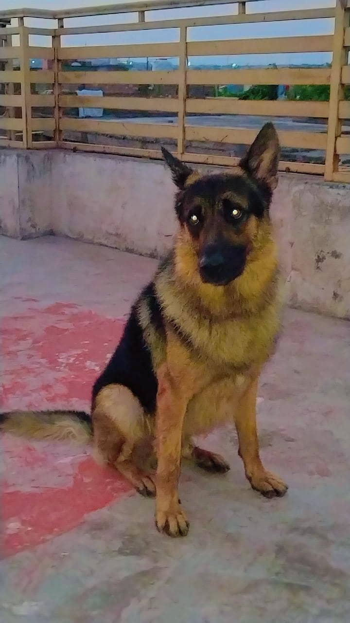 German shepherd 1