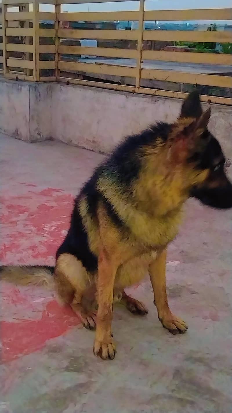 German shepherd 2