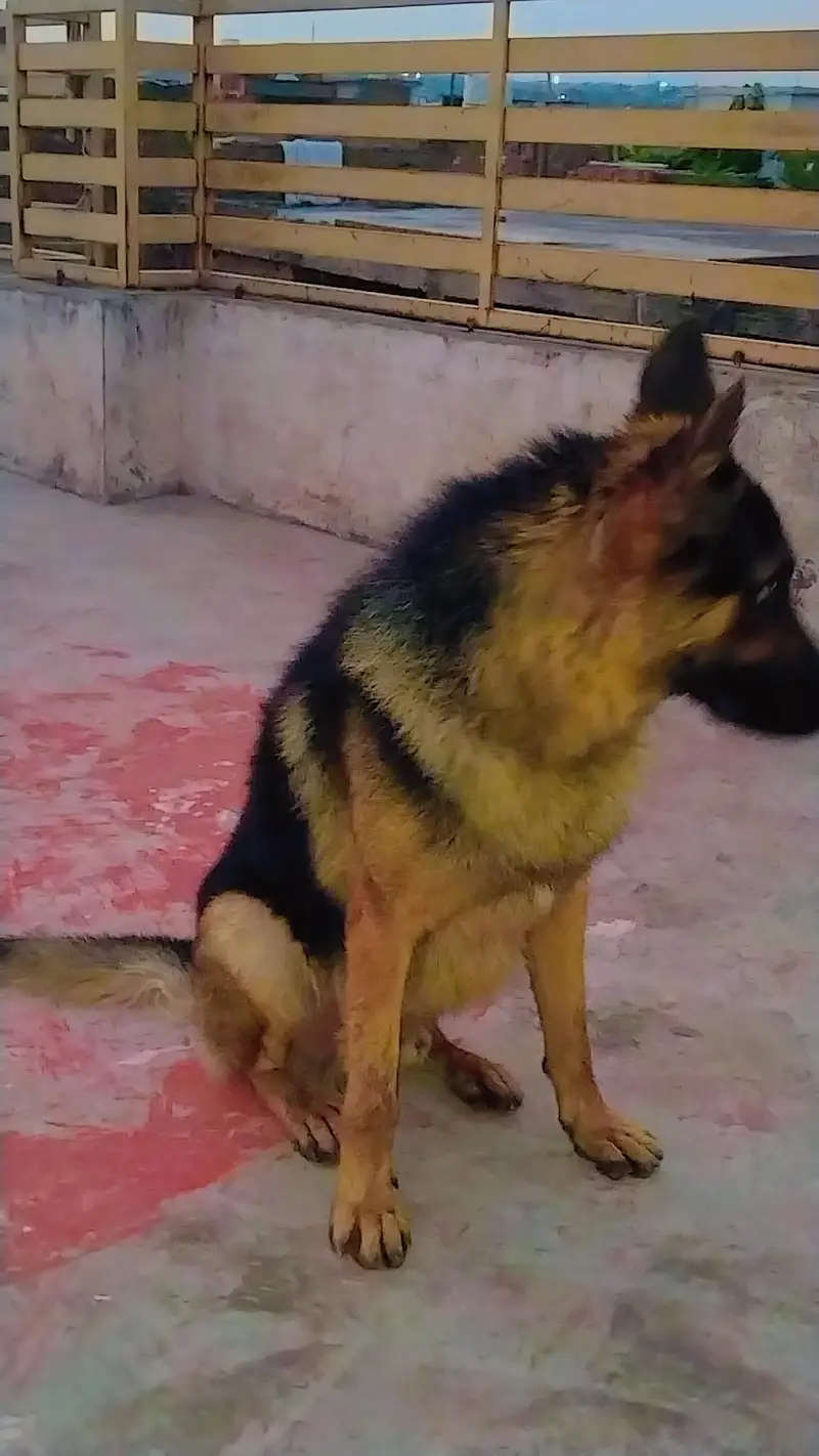 German shepherd — photo 3